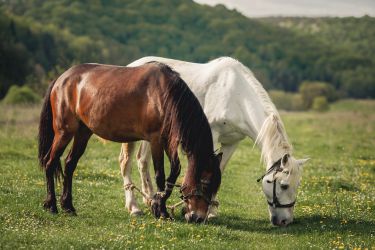 Lucky Horse Ranch